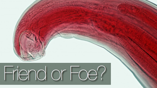 Why doctors are treating allergies with parasitic worms